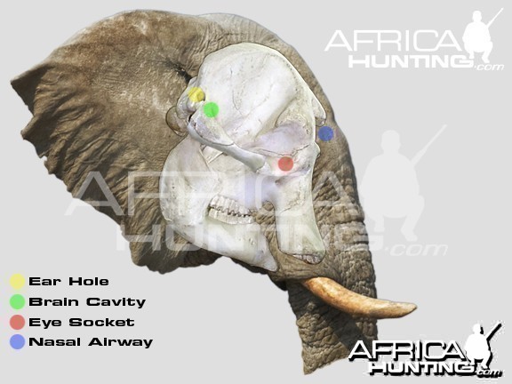 Hunting Elephant Head Shot Placement