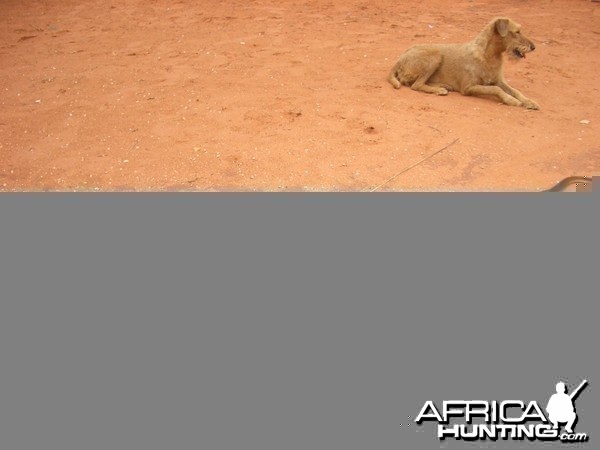 Namibia Otjiwarongo Black mamba