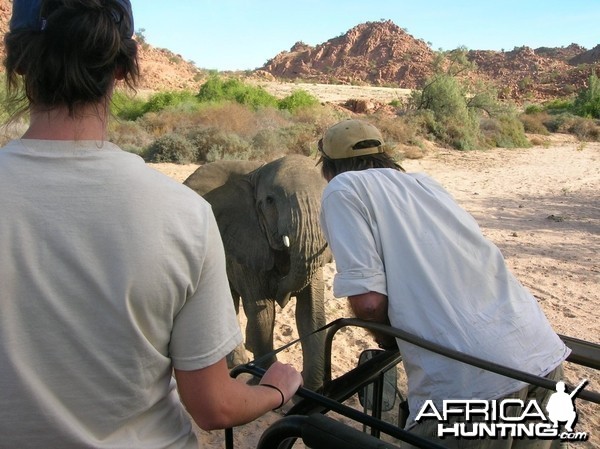 Close Encounters with Elephants in Namibia