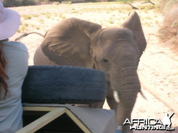 Close Encounters with Elephants in Namibia