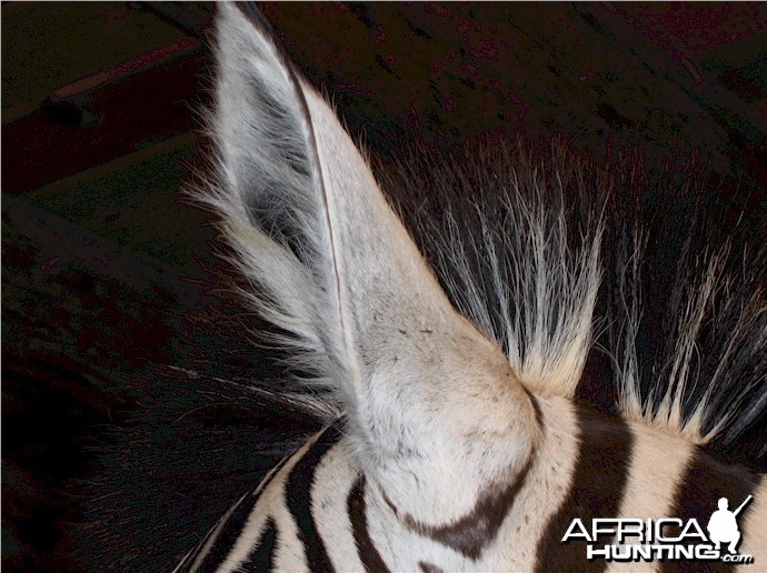 Zebra Pedestal Mount