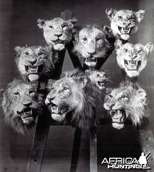 Lion Heads