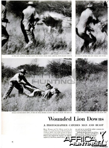 Wounded Lion Downs, 1955