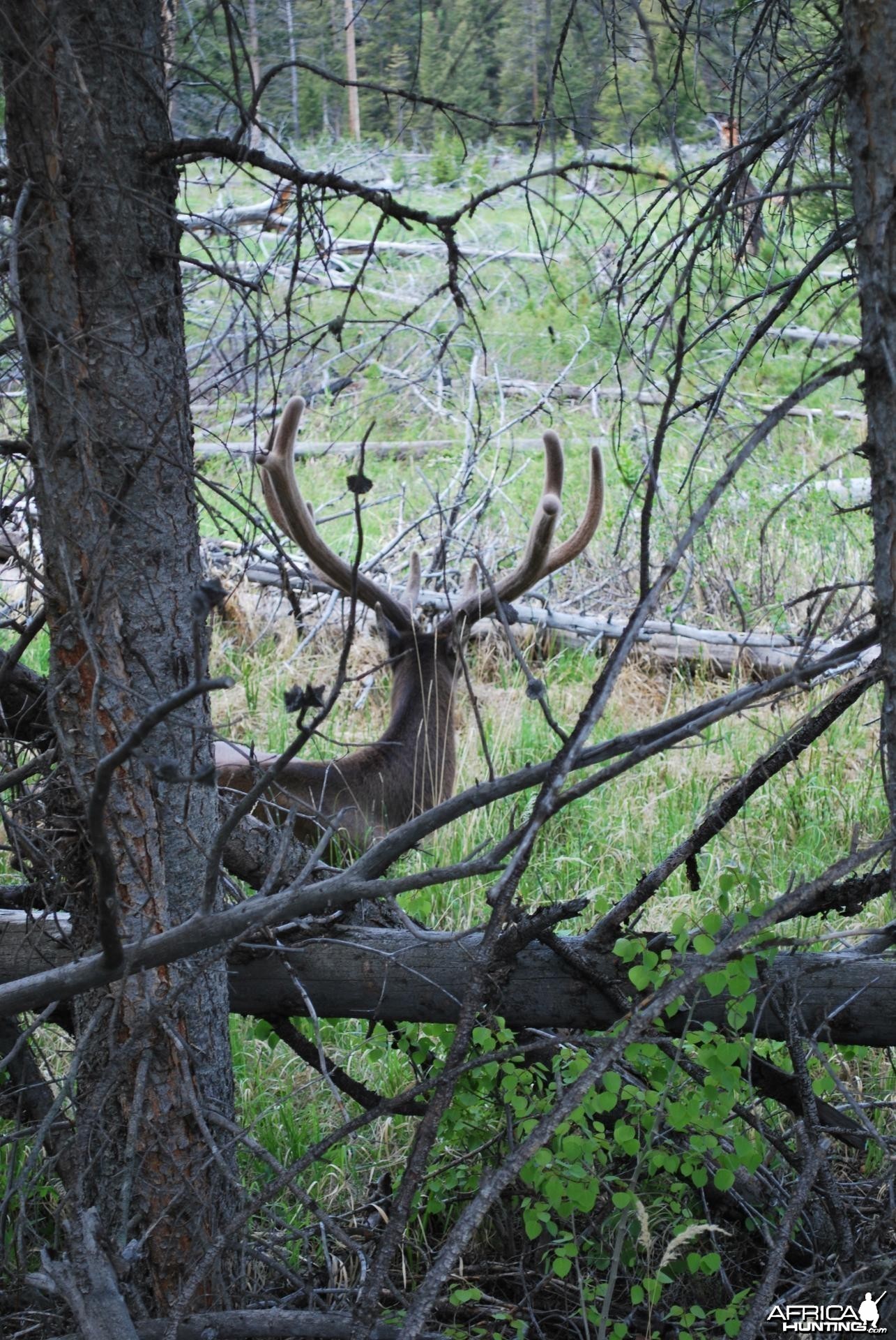 Elk in Yellowstone National park