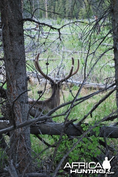 Elk in Yellowstone National park