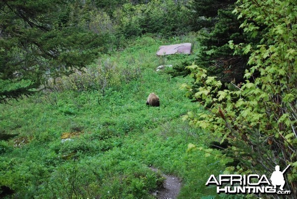 Grizzly at Glacier National Park