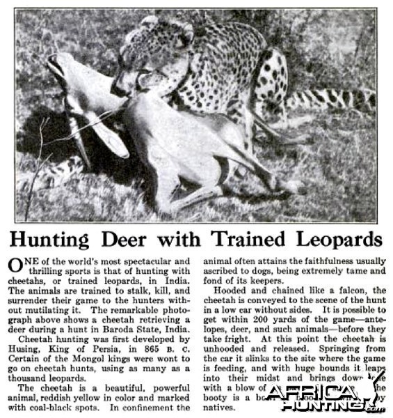 Hunting Deer with Trained Leopards