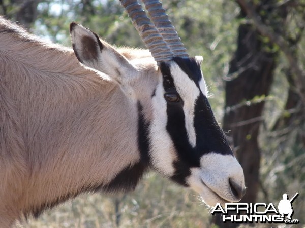 Gemsbok