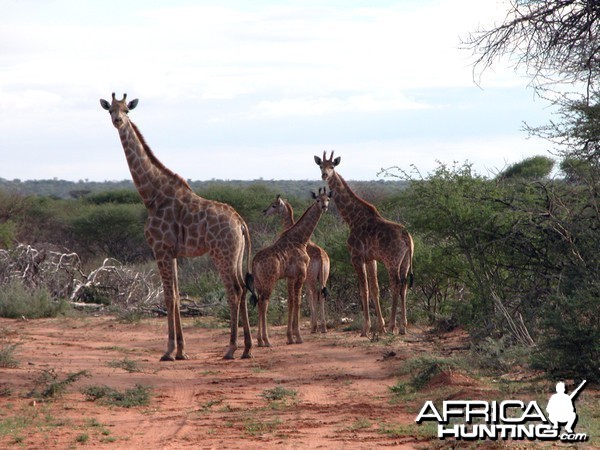 Africa Namibia Family Giraffe