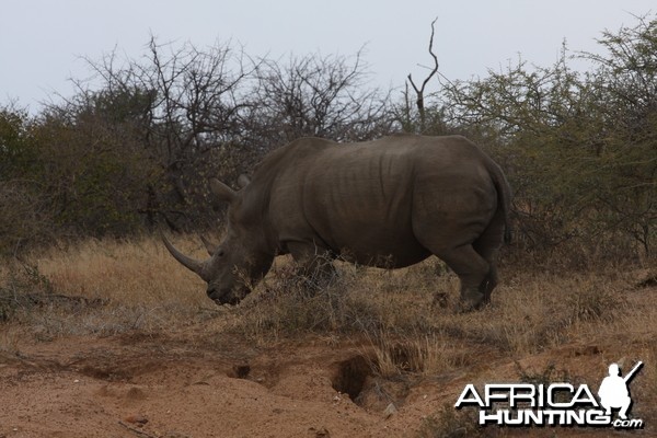 Big White Rhino