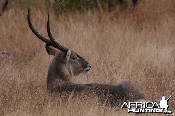 Relaxing Waterbuck