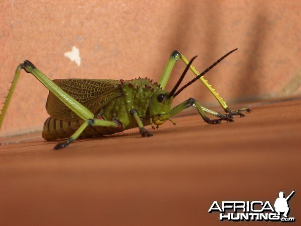 Nmaibia Grasshopper