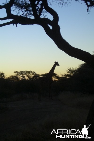 Namibia Sunset - Silhouette Giraffe