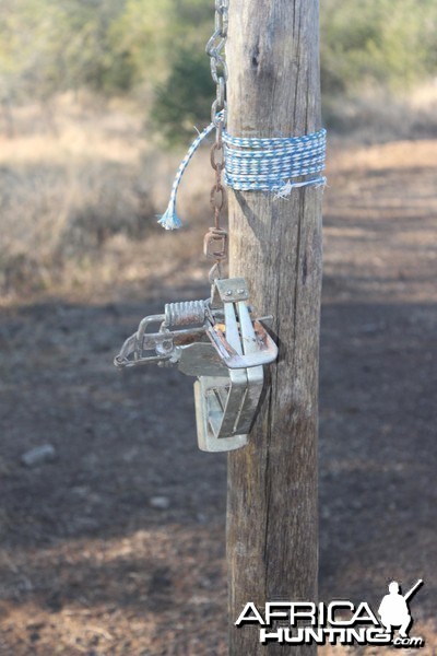 Corn feeder with little trap