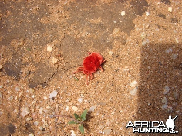 Africa Namibia Red Tiny Spider