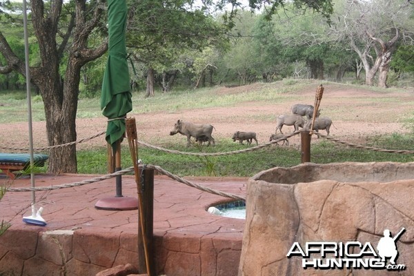 Warthogs South Africa