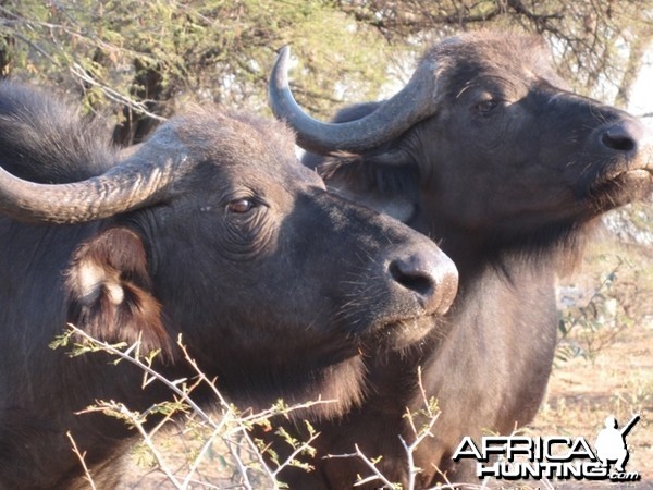 Cape Buffalo Cows