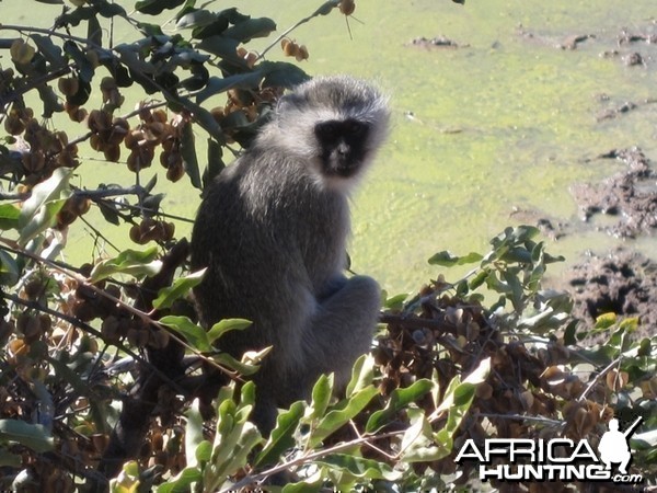 Vervet Monkey