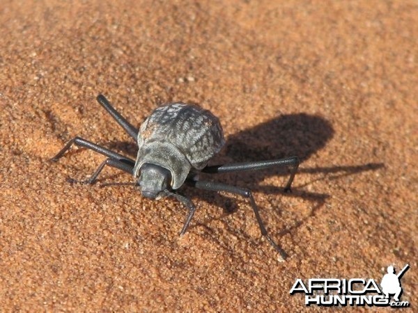 Tenebrionid Beetle