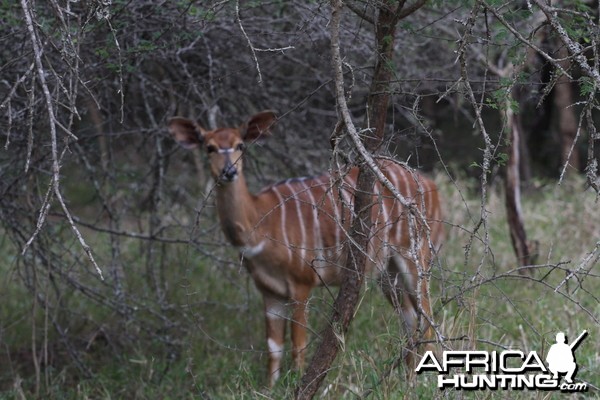 Nyala Female