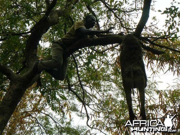 Hanging Leopard bait, a Baboon