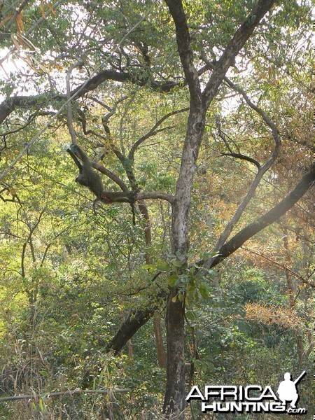 Hanging Leopard bait, a Baboon