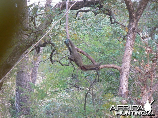 Hanging Leopard bait, a Baboon