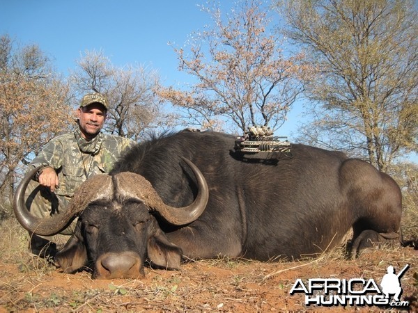 Cape Buffalo - Archery Hunt - 1 Arrow