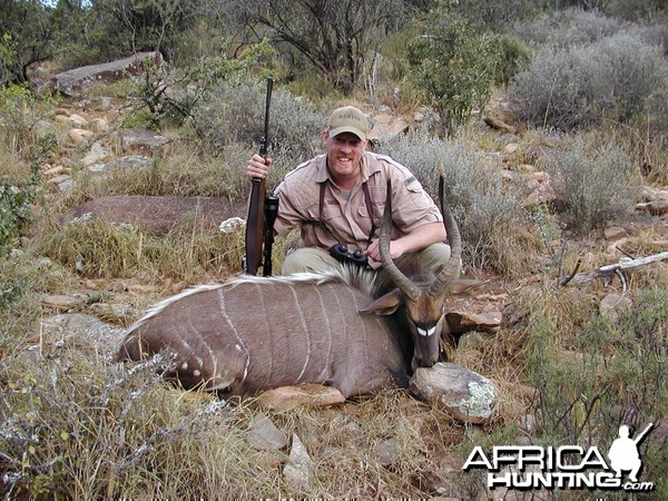 Nyala Bull