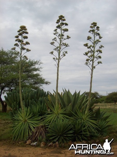 Africa Namibia Cactus