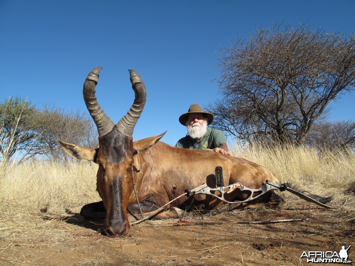 Bowhunting Red Hartebeest