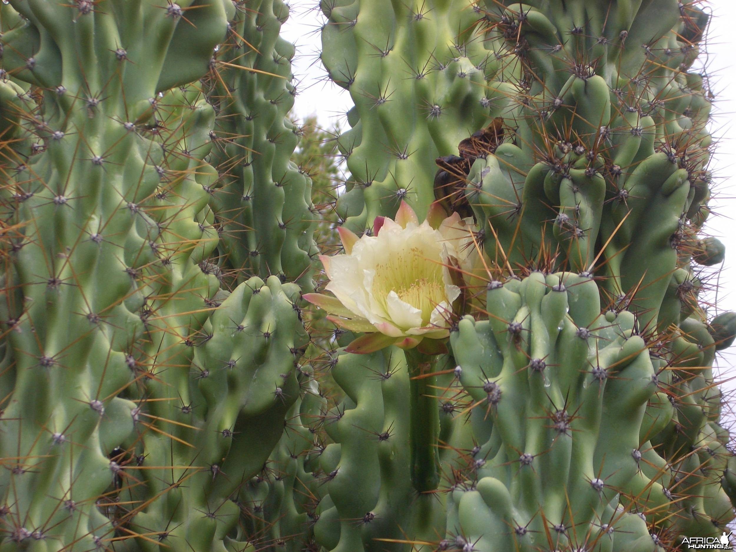Africa Namibia Cactus Flower