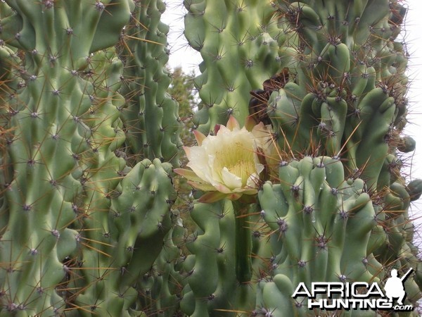 Africa Namibia Cactus Flower