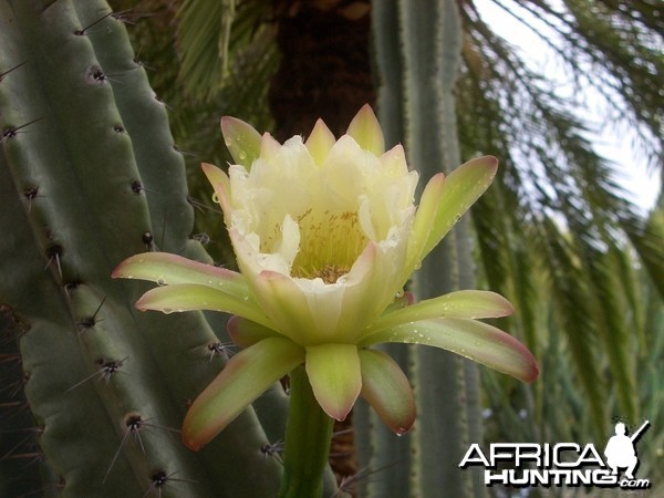 Africa Namibia Cactus Flower