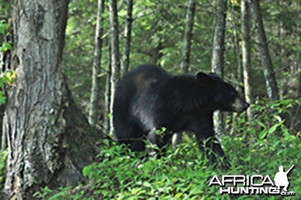 Small black bear 10 feet from my car on a trip to Tennessee, US