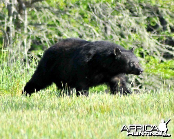 Big bear in an open field during my trip to Tennessee, US