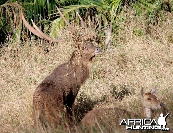 Biggest RUSA RUSA DEER that I have seen since 7 years in MAURITIUS