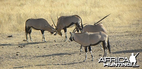 Oryx at Kataneno