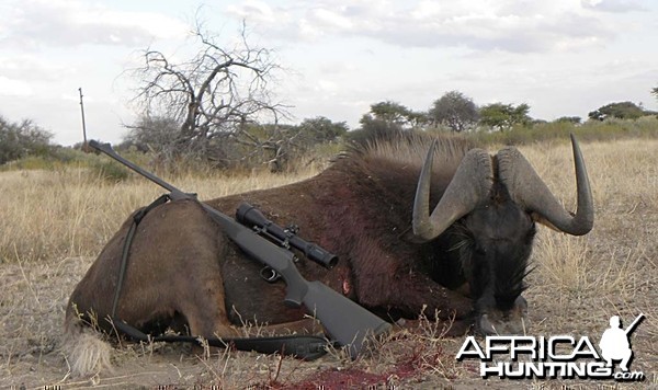 Black Wildebeest Bull - Kataneno