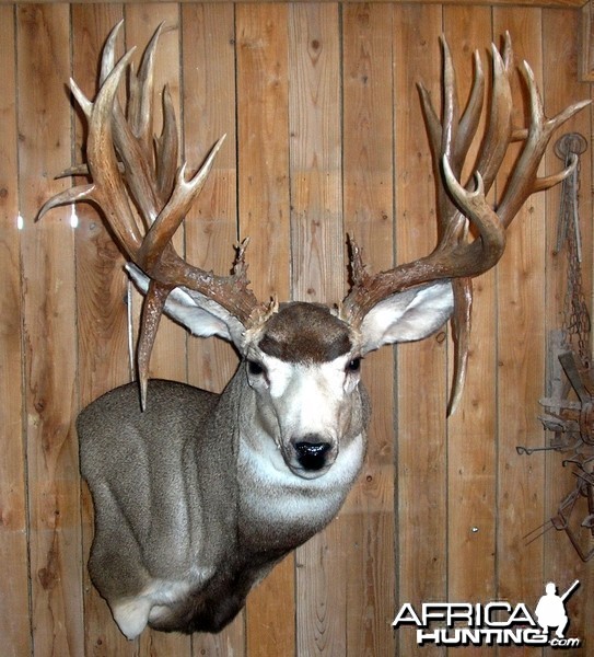 Here is my buck, mounted it and taned it myself!