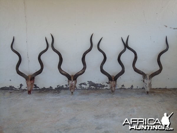 Kudus all within 1/4&quot; of 54 inches