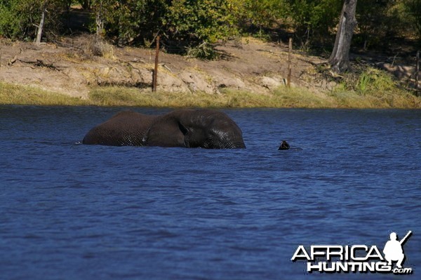 Elephant crossing Chobe River