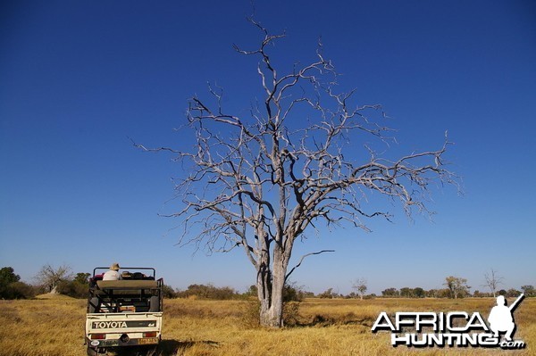 Okavango Delta