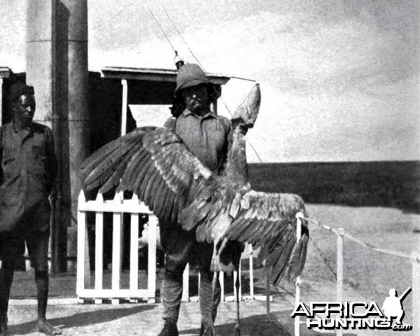 Theodore Roosevelt with a whale-billed stork at Lake No.
