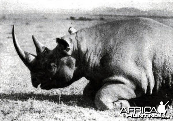 Rhino of the usual type with prehensile lip, shot in the Sotik by Theodore 