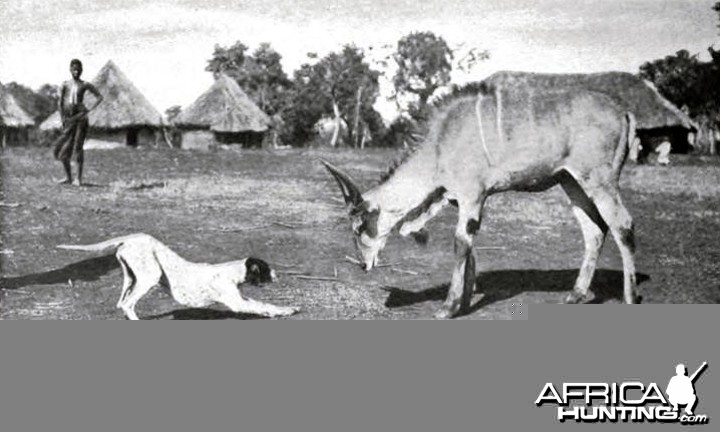 Theodore Roosevelt, a domesticated young male eland at Meru
