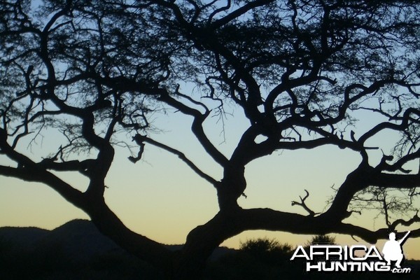 Africa Namibian Sunset tree