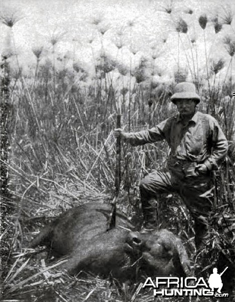 Theodore Roosevelt and buffalo cow in papyrus grass