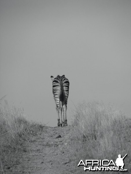 A young, lone zebra walks down a trail in South Africa
