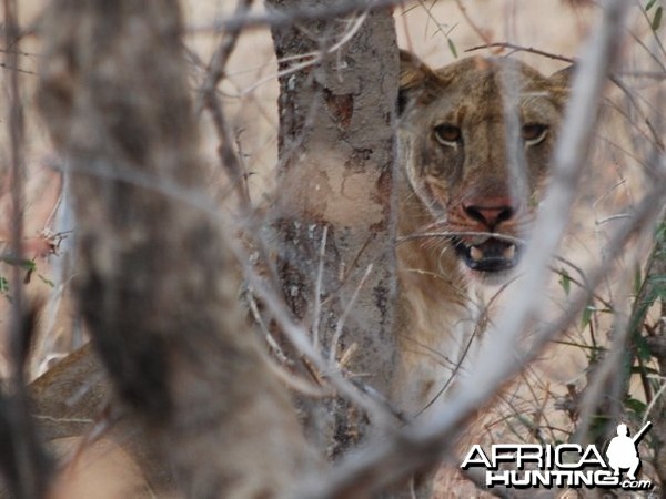 A lioness feeding on a warthog kill in the Selous